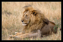 Animals