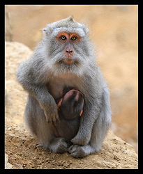 Long-tailed Macaque