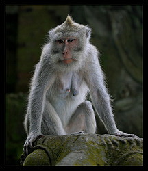 Long-tailed Macaque