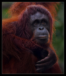 Bornean Orangutan