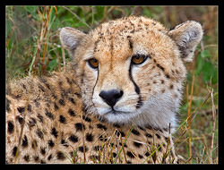 Cheetah