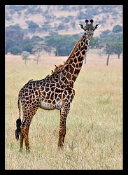 Maasai Giraffe