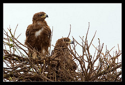 Tawny Eagle