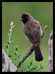 Dark-capped Bulbul