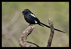 Magpie Shrike