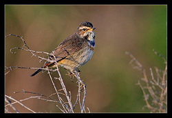Bluethroat