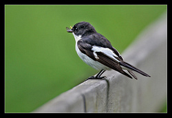 Pied Flycatcher