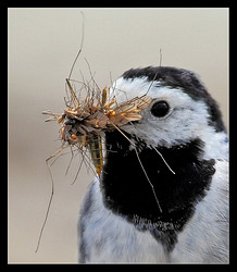 White Wagtail