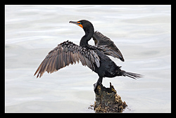 Neotropic Cormorant