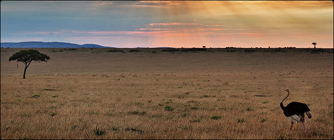 Masai Mara