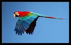 Green-winged Macaw (Ara chloropterus) Green-winged Macaw (Ara chloropterus)